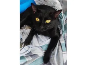 Gato raça SRD-ViraLata idade 2 anos nome Romeu