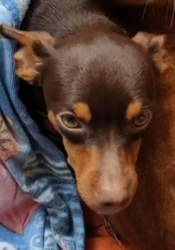 Cachorro ra a Pinscher idade 3 anos nome Bil