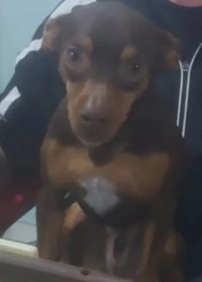 Cachorro ra a Pinscher idade 3 anos nome Bil