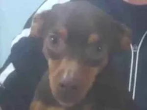 Cachorro raça Pinscher idade 3 anos nome Bil