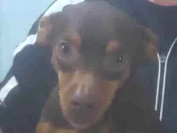 Cachorro ra a Pinscher idade 3 anos nome Bil