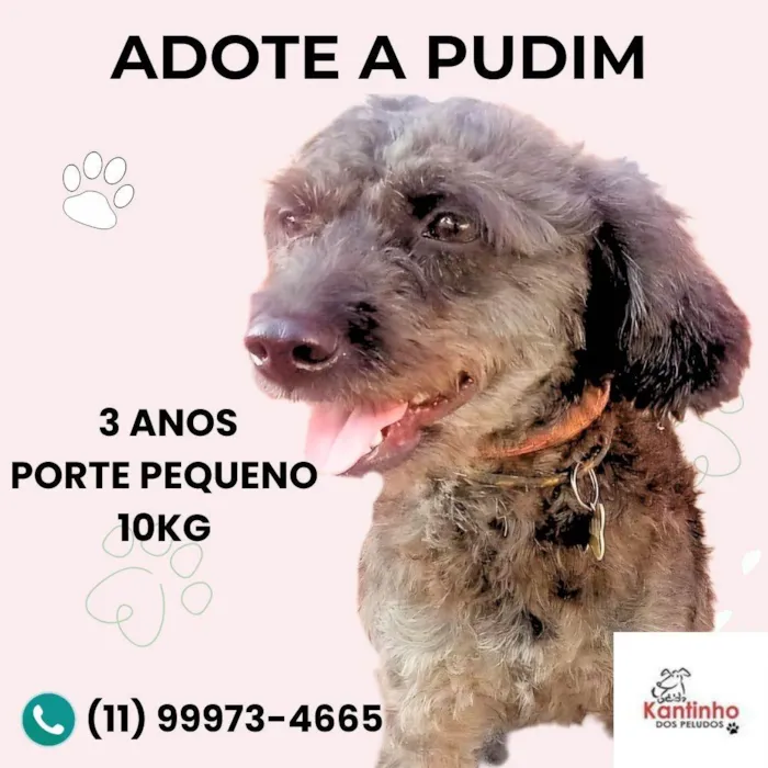 Cachorro ra a Poodle idade 3 anos nome Pudim