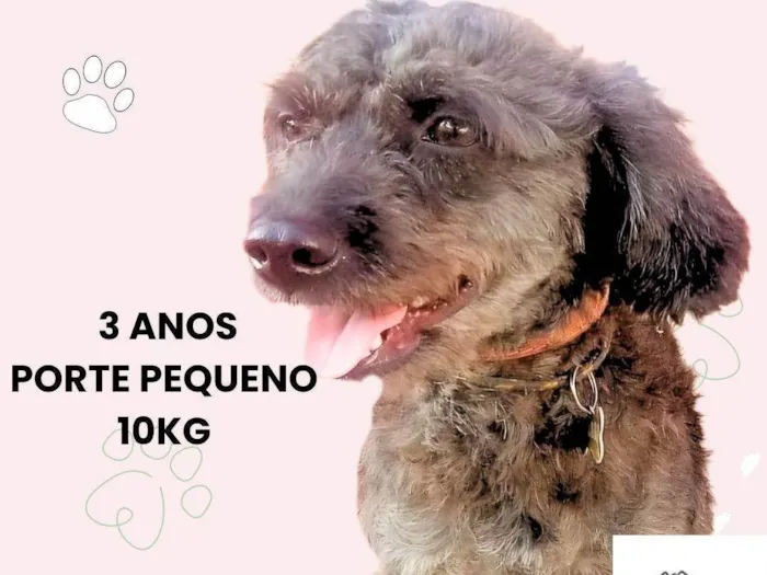 Cachorro ra a Poodle idade 3 anos nome Pudim