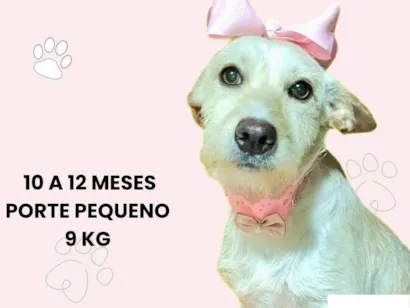 Cachorro raça SRD-ViraLata idade 7 a 11 meses nome Marion