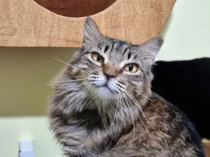 Gato raça SRD-ViraLata idade 4 anos nome Serenna