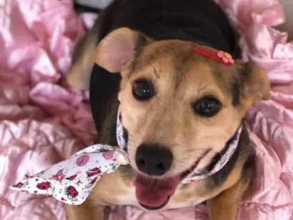 Cachorro raça SRD-ViraLata idade 6 ou mais anos nome Belinha 