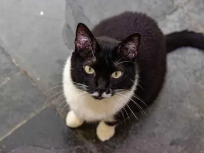 Gato raça SRD-ViraLata idade 4 anos nome Corisca