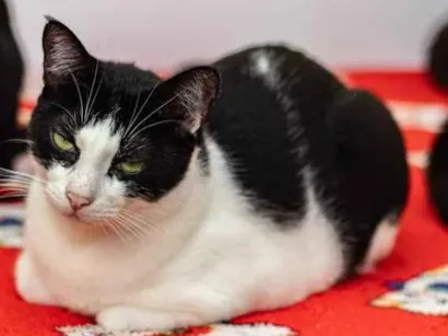 Gato raça SRD-ViraLata idade 6 ou mais anos nome Aparecido