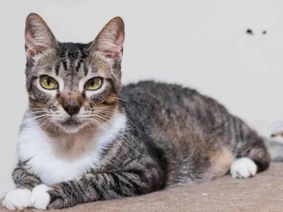 Gato raça SRD-ViraLata idade 4 anos nome Darah