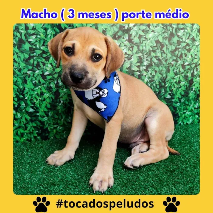 Cachorro ra a SRD-ViraLata idade 2 a 6 meses nome matias