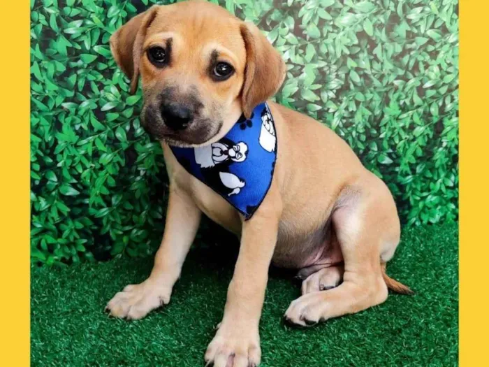 Cachorro ra a SRD-ViraLata idade 2 a 6 meses nome matias