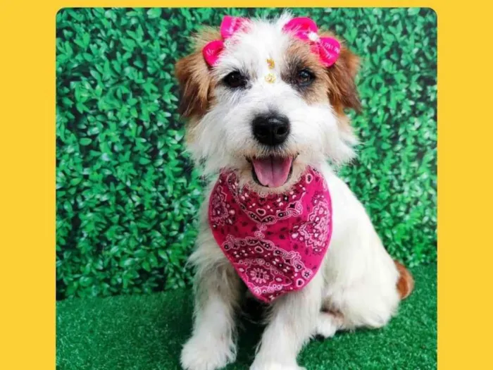 Cachorro ra a SRD-ViraLata idade 3 anos nome sabrina