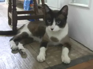 Gato raça Siamês idade 2 anos nome Kiara (provisório)