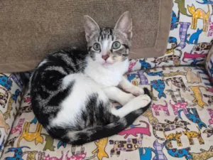 Gato raça SRD-ViraLata idade 2 a 6 meses nome Speed