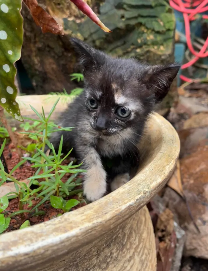 Gato ra a SRD-ViraLata idade Abaixo de 2 meses nome Cherry