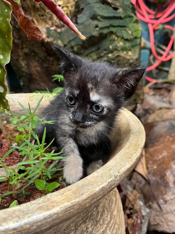 Gato ra a SRD-ViraLata idade Abaixo de 2 meses nome Cherry