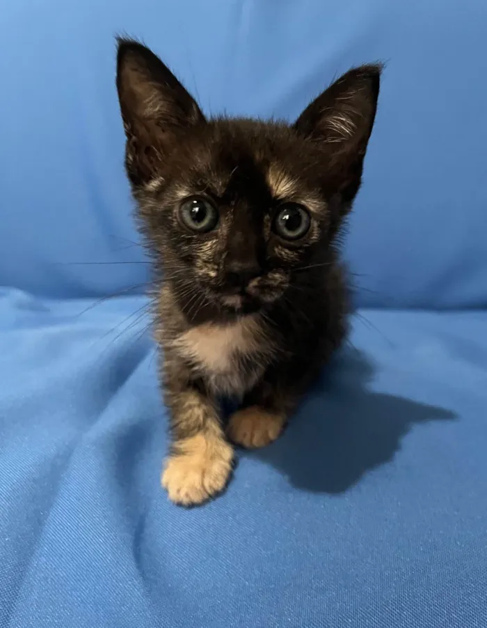 Gato ra a SRD-ViraLata idade Abaixo de 2 meses nome Cherry