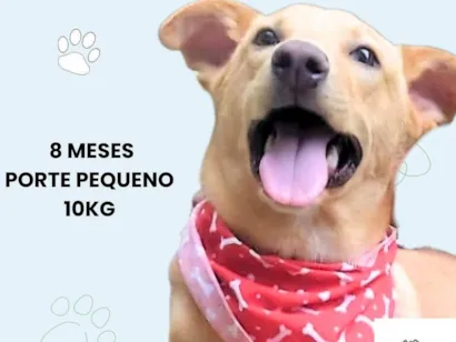 Cachorro raça SRD-ViraLata idade 7 a 11 meses nome Raul