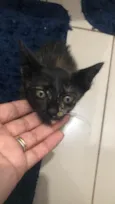 Amora