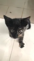 Amora