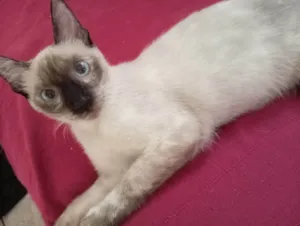 Gato raça SRD-ViraLata idade 2 a 6 meses nome Pérola 