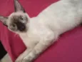 Pérola