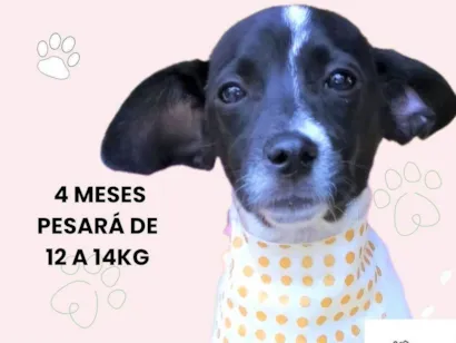 Cachorro raça SRD-ViraLata idade 2 a 6 meses nome Sininho