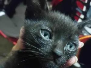 Gato raça SRD-ViraLata idade Abaixo de 2 meses nome Sem nome.