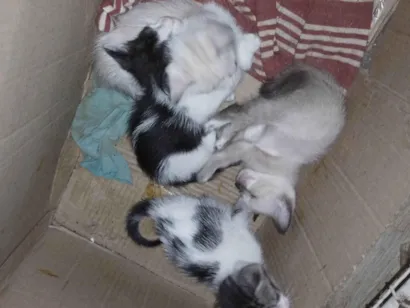 Gato raça SRD-ViraLata idade 2 a 6 meses nome Mimosa,Luiza,Jully,Bolinha,flocos,Neve,fofinho,