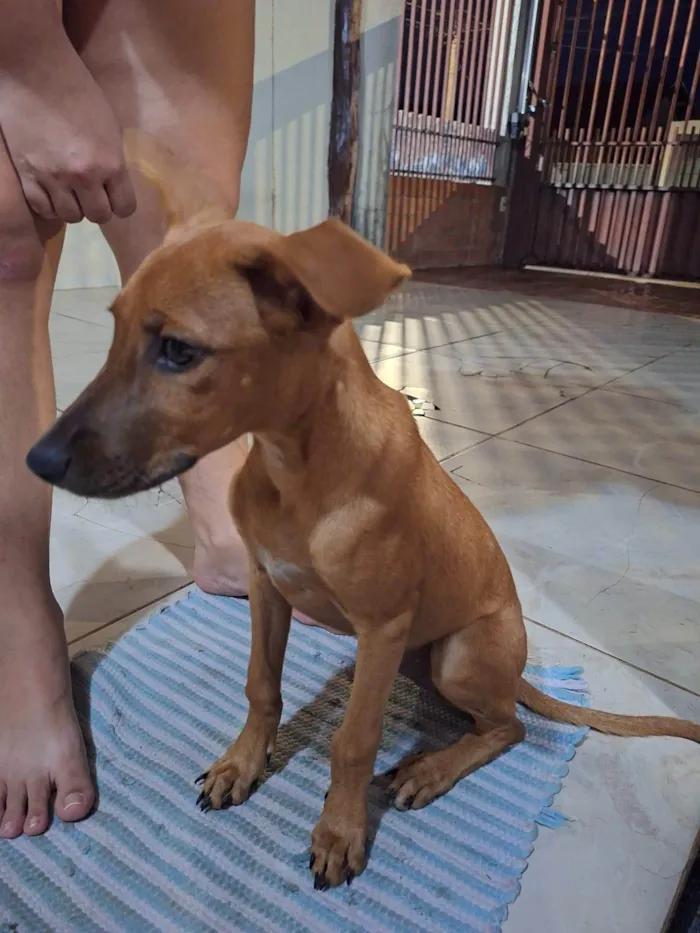 Cachorro ra a SRD-ViraLata idade 2 a 6 meses nome Caramela