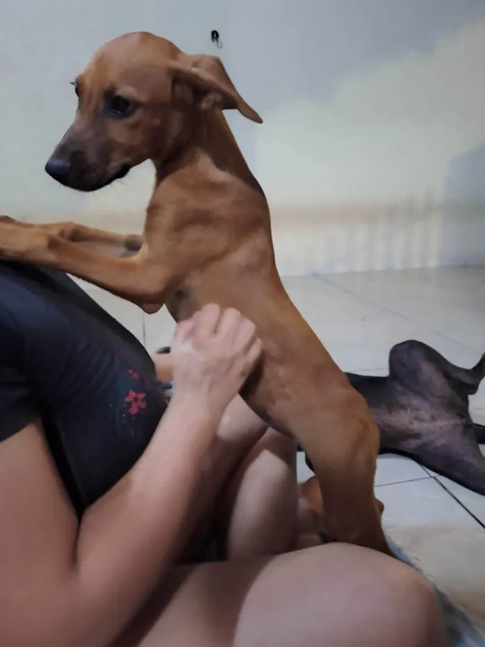 Cachorro ra a SRD-ViraLata idade 2 a 6 meses nome Caramela