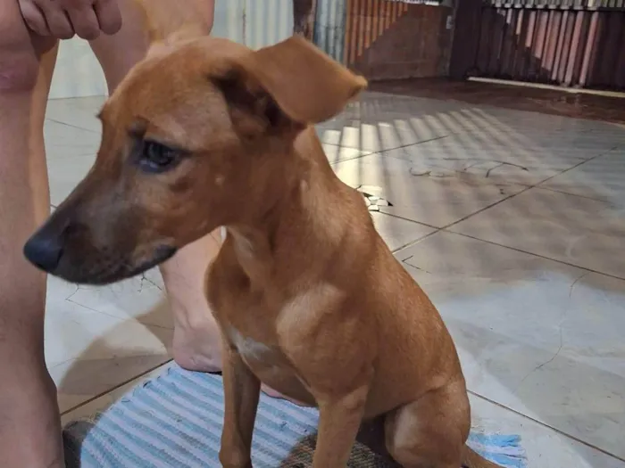 Cachorro ra a SRD-ViraLata idade 2 a 6 meses nome Caramela