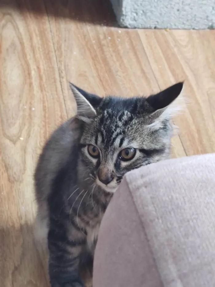 Gato ra a SRD-ViraLata idade 2 a 6 meses nome Bigode 