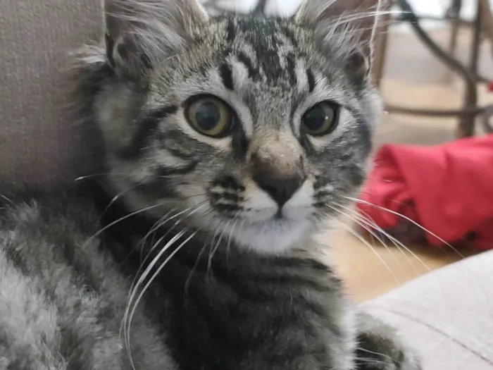 Gato ra a SRD-ViraLata idade 2 a 6 meses nome Bigode 
