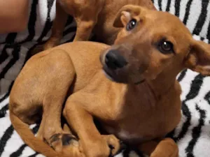 Cachorro raça SRD-ViraLata idade 2 a 6 meses nome Caramela