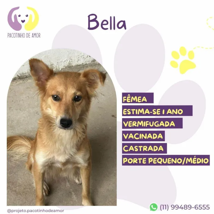 Cachorro ra a SRD-ViraLata idade 1 ano nome Bella