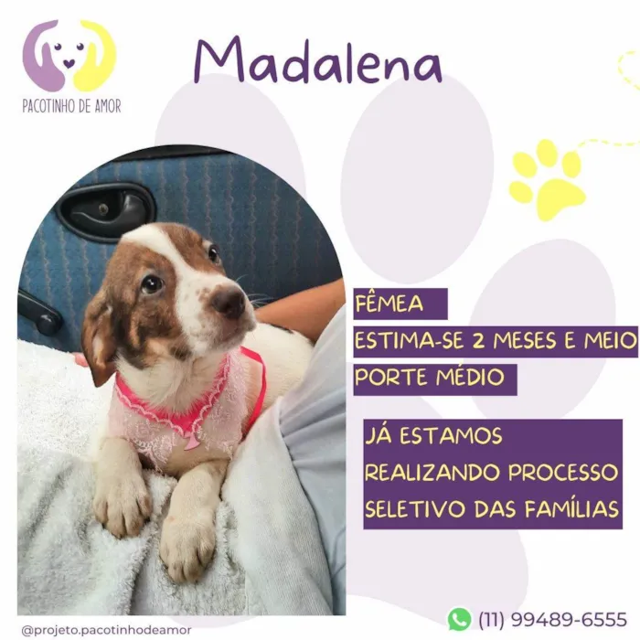 Cachorro ra a SRD-ViraLata idade Abaixo de 2 meses nome Madalena 