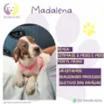 Madalena