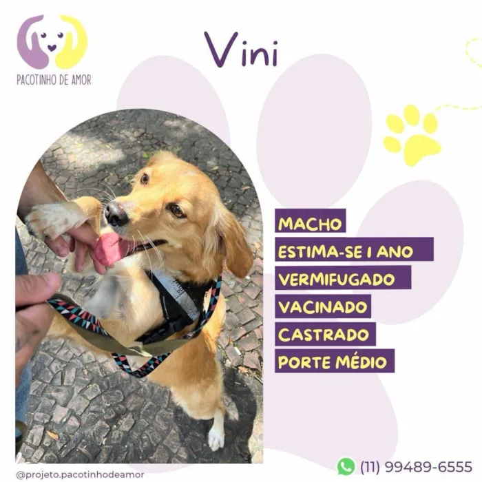 Cachorro ra a SRD-ViraLata idade 1 ano nome Vini