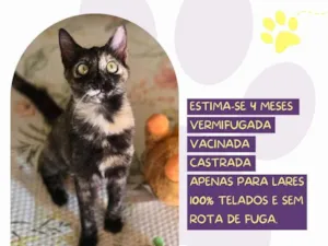 Gato raça SRD-ViraLata idade 2 a 6 meses nome Lule