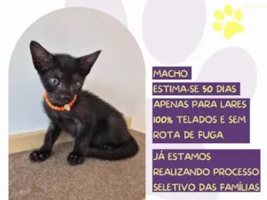 Gato raça SRD-ViraLata idade Abaixo de 2 meses nome Bruce