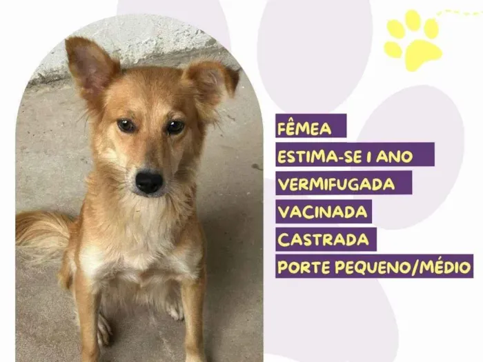 Cachorro ra a SRD-ViraLata idade 1 ano nome Bella