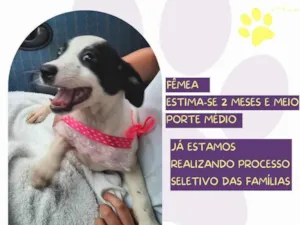 Cachorro raça SRD-ViraLata idade 2 a 6 meses nome Berenice 