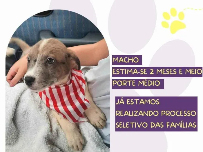 Cachorro ra a SRD-ViraLata idade 2 a 6 meses nome Rodolfo 