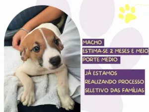 Cachorro raça SRD-ViraLata idade 2 a 6 meses nome Afonso 