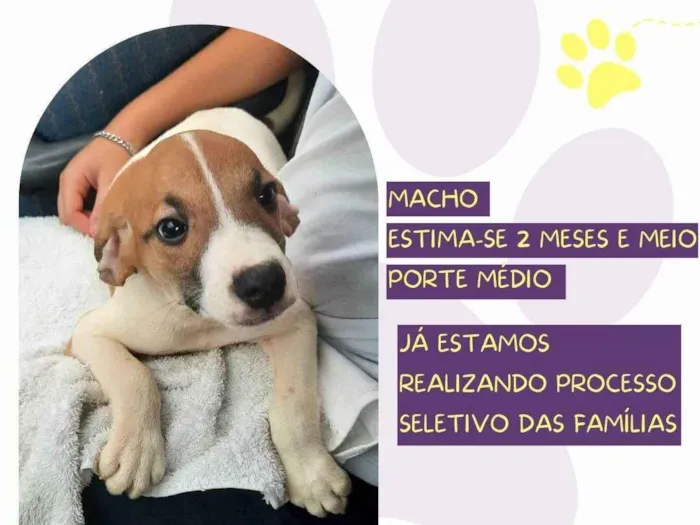 Cachorro ra a SRD-ViraLata idade 2 a 6 meses nome Afonso 
