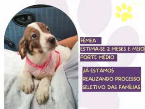 Cachorro raça SRD-ViraLata idade Abaixo de 2 meses nome Madalena 