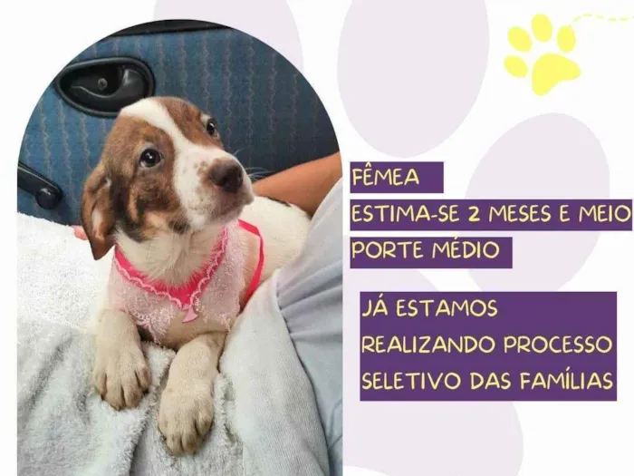 Cachorro ra a SRD-ViraLata idade Abaixo de 2 meses nome Madalena 