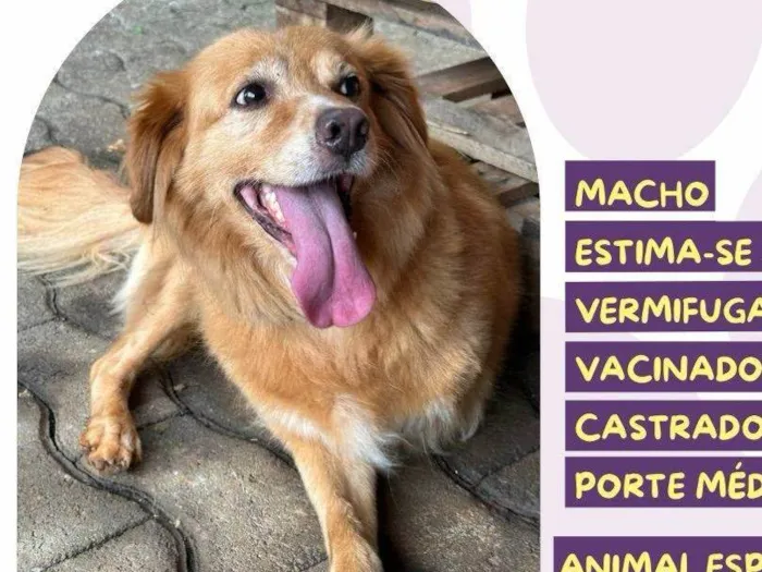 Cachorro ra a SRD-ViraLata idade 5 anos nome Perninha