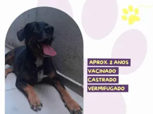 Cachorro raça SRD-ViraLata idade 2 anos nome Gigante Emilio